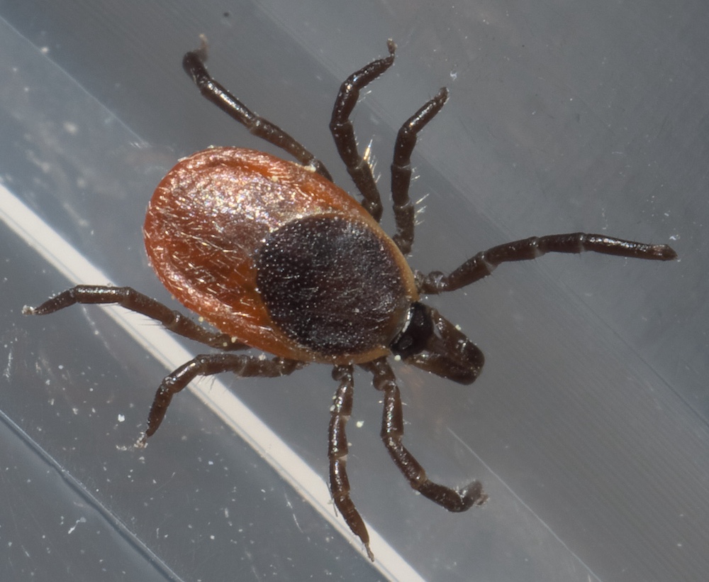 Everything You Need to Know about Ticks in Ontario | Northern Ontario